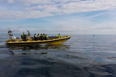 1-Hour Small Group Sightseeing Boat Tour in Vestmannaeyjar - Price, Timing, and Getting a Slot Without Stress