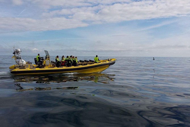 1-Hour Small Group Sightseeing Boat Tour in Vestmannaeyjar - Price, Timing, and Getting a Slot Without Stress