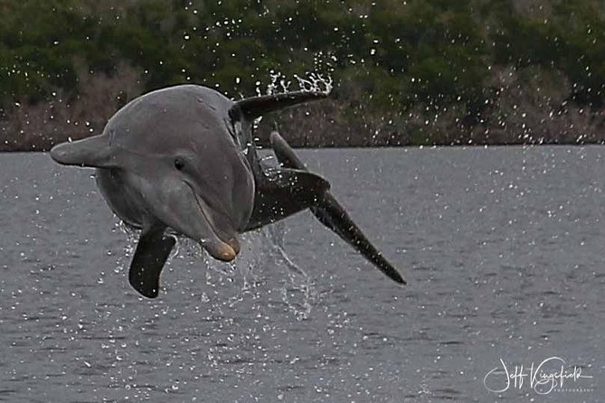 10,000 Islands Excursion Small-Group 3.5 hour Dolphin & Shelling Boat Tour - Group size and boat comfort: why “small” matters