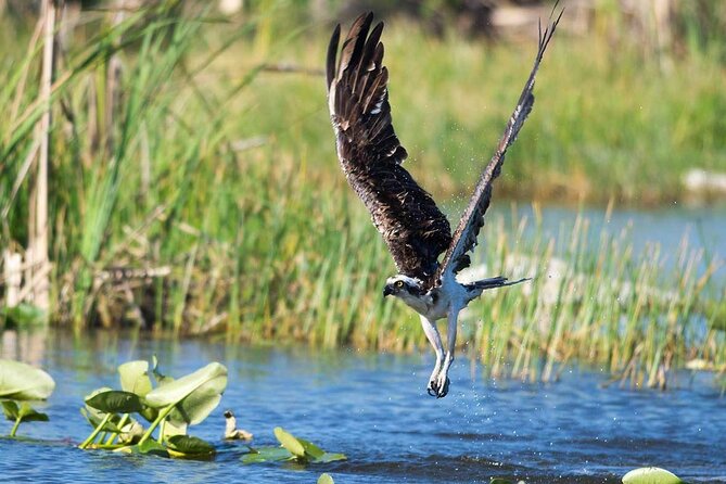 10000 Islands Everglades Boat Tour - Bobby and Cheese: guides who make spotting animals easier
