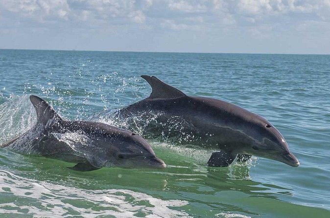 10000 Islands Everglades Boat Tour - Wildlife checklist: dolphins, manatees, alligators, and more