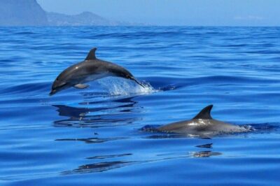 2.5 Hours Sunset Boat Tour in Search of Dolphins - Getting to Kristal Boat Escursioni and boarding smoothly