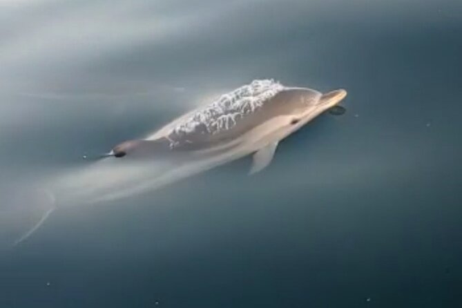 2.5 Hours Sunset Boat Tour in Search of Dolphins - Price and value: what $60.47 buys you