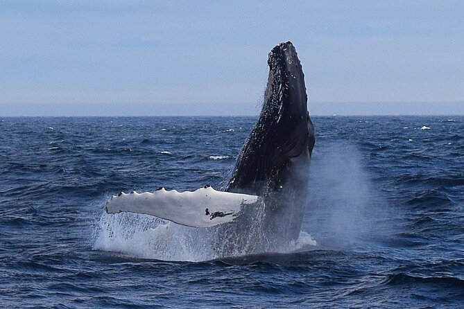 2 Hour Award-Winning Whale and Seabird Boat Tour from St. John's - Key things to know before you go