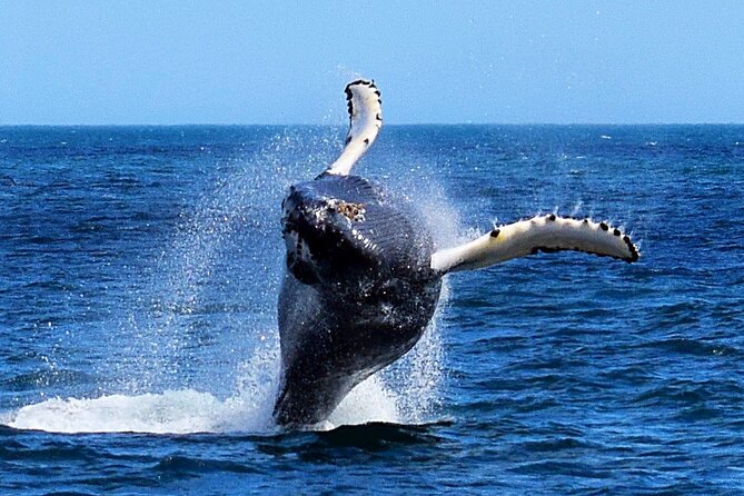 2 Hour Award-Winning Whale and Seabird Boat Tour from St. John's - Entering the St. John’s-to-Cape Spear world from Pier 6