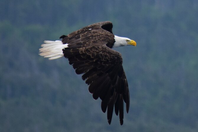 2 Hour Award-Winning Whale and Seabird Boat Tour from St. John's - Wildlife expectations: whales aren’t the whole game