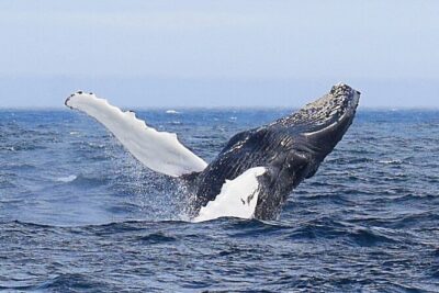 2 Hour Award-Winning Whale and Seabird Boat Tour from St. John's - Stop by stop: the route that makes the time feel worth it