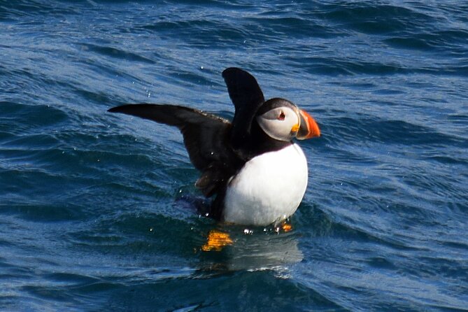 2 Hour Award-Winning Whale and Seabird Boat Tour from St. John's - Crew style: why names like Glen and Barry keep coming up