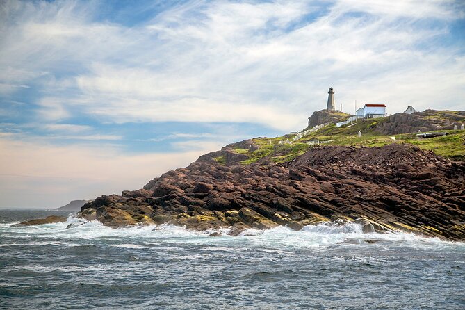 2 Hour Award-Winning Whale and Seabird Boat Tour from St. John's - Who this tour is best for