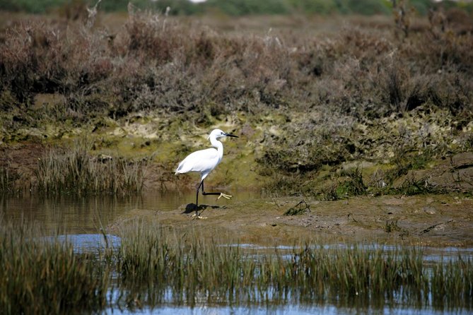 2-hour Bird Watching Guided Boat Trip in Ria Formosa from Faro Algarve - What to expect from the boat ride itself (pace, comfort, and spotting)