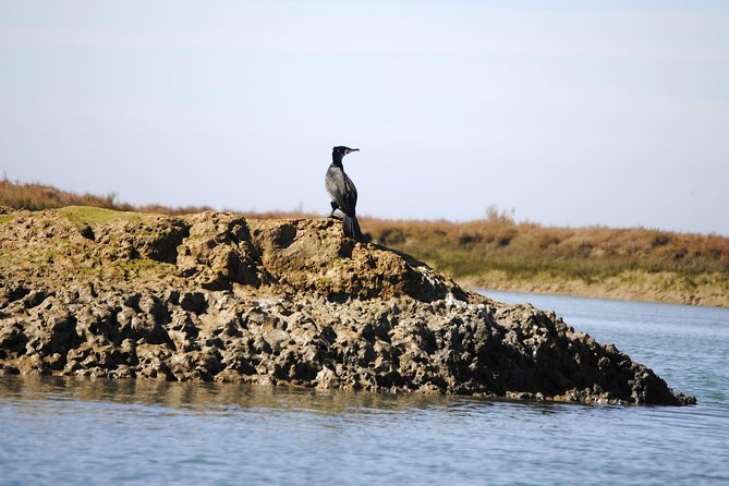2-hour Bird Watching Guided Boat Trip in Ria Formosa from Faro Algarve - Price and value: what you’re really paying for