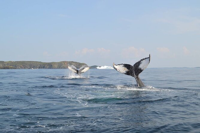 2 Hour Boat Tour in Twillingate - Key highlights I think you’ll care about