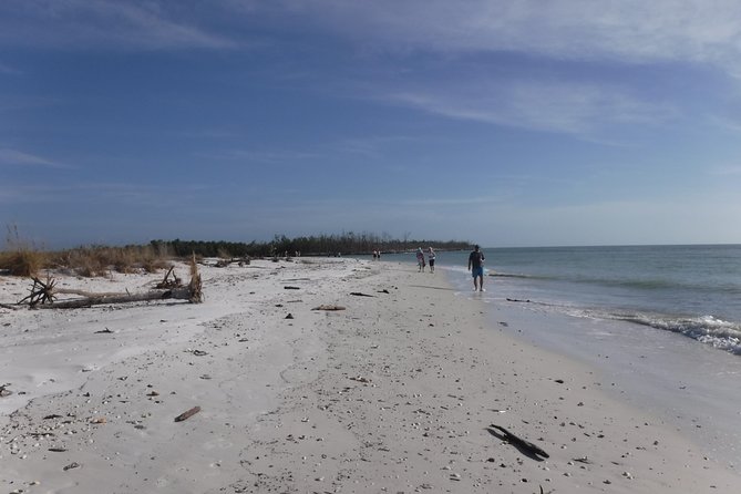 2-hour Shelling Boat Tour in the 10,000 Islands - Shells and dolphins in the 10,000 Islands: what this 2 hours is really like