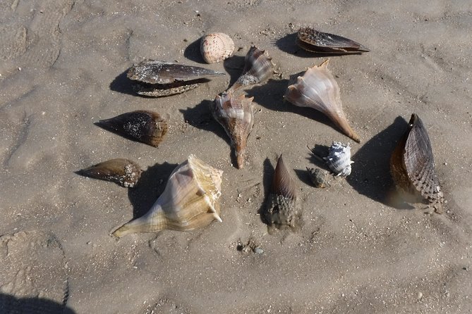 2-hour Shelling Boat Tour in the 10,000 Islands - What you’ll likely see: dolphins, birds, and sea life