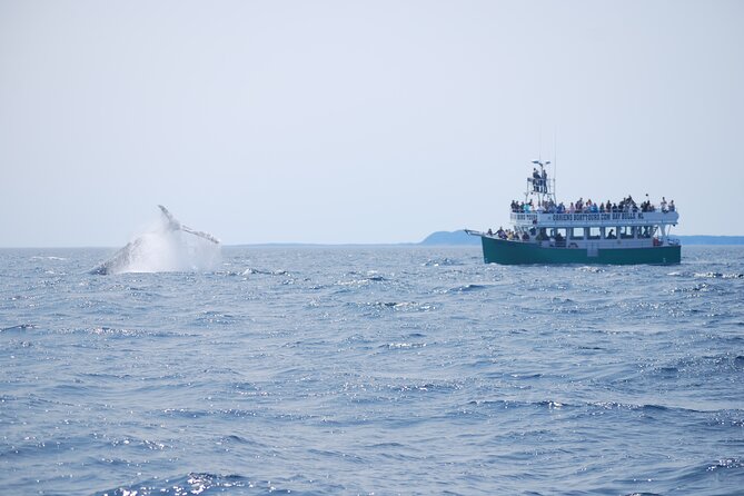 2 Hours Guided Whale and Bird Boat Tour in Bay Bulls - Witless Bay islands: the seabird nesting story you’ll actually remember