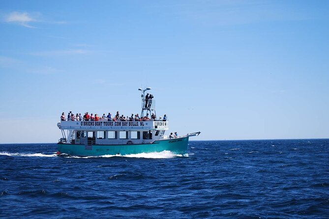 2 Hours Guided Whale and Bird Boat Tour in Bay Bulls - How the onboard narration makes the birds feel personal