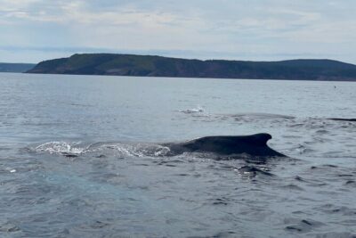 2 Hours Guided Whale and Bird Boat Tour in Bay Bulls - Whales and dolphins: what you can hope for, and how to handle a no-whale day