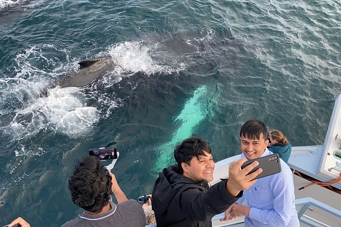 2 Hours Guided Whale and Bird Boat Tour in Bay Bulls - Logistics and value: tickets, group size, and the shuttle add-on