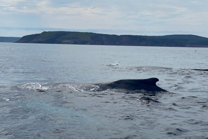 2 Hours Guided Whale and Bird Boat Tour in Bay Bulls - Whales and dolphins: what you can hope for, and how to handle a no-whale day