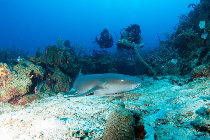 2-Tank Scuba Boat Trip in World-Class Sites @ Copamarina - Quick reasons this Copamarina trip hits