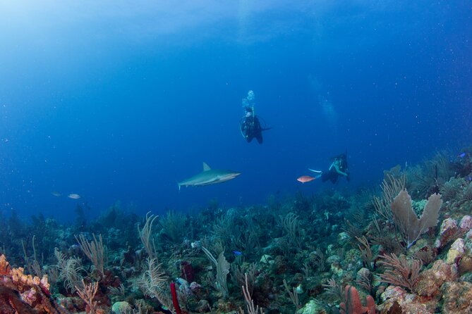 2-Tank Scuba Boat Trip in World-Class Sites @ Copamarina - Small group energy: max 6 people, no wasted motion