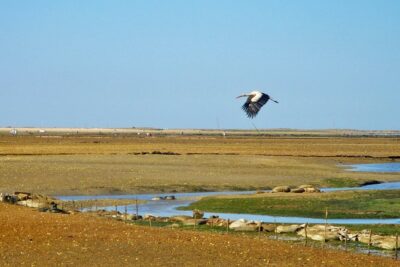 3-Hour Boat Tour in Ria Formosa on Olhão Algarve - Getting on board at Sabino Boat Tours in Olhão