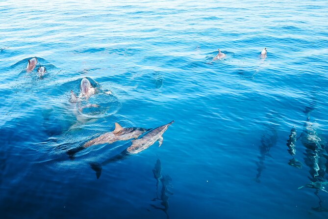 4 Hour Big Island Dolphin Watch Boat Tour, Snorkeling & BBQ Lunch - Key things I’d plan for