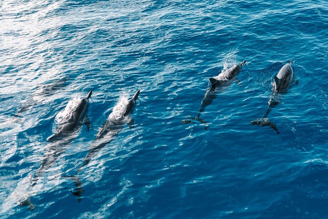 4 Hour Big Island Dolphin Watch Boat Tour, Snorkeling & BBQ Lunch - Why Kona’s speedboat safari beats the slow-and-crowded options
