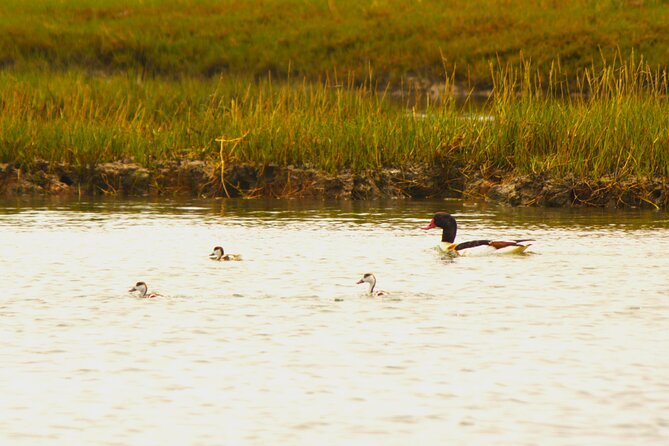 6 hour boat tour navegating through the Islands of Ria Formosa National Park - Where you start in Faro and how the day stays easy