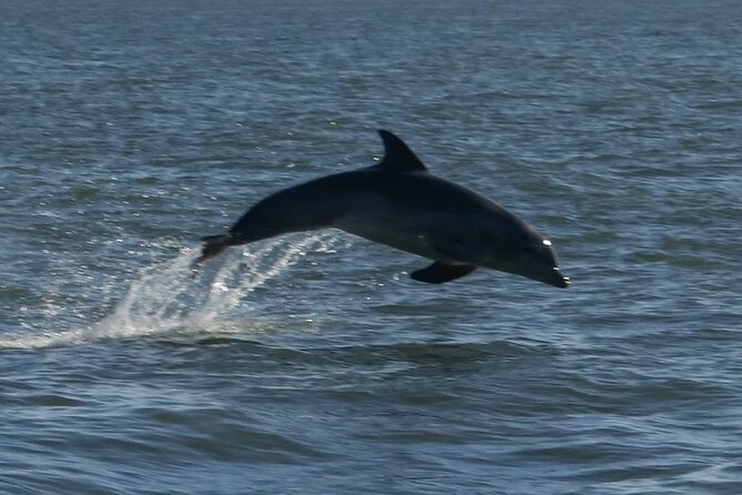 Adventure Boat Tours Dolphin Tails & History Cruise St Augustine - Key things to know before you go