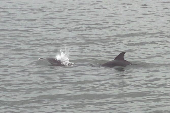 Adventure Boat Tours Dolphin Tails & History Cruise St Augustine - Why a St. Augustine harbor cruise is worth your time