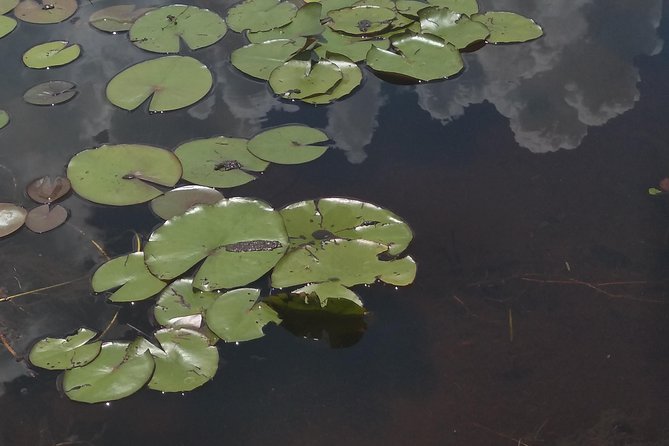 Air Boat Tour of Palm Beach in The Swamp Monster - What You’ll See on the Airboat: Gators, Turtles, Iguanas, and Birds