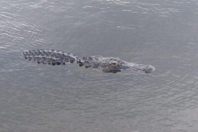 Air Boat Tour of Palm Beach in The Swamp Monster - Swamp Monster Logistics: Where You Meet and How the 1.5-Hour Ride Works