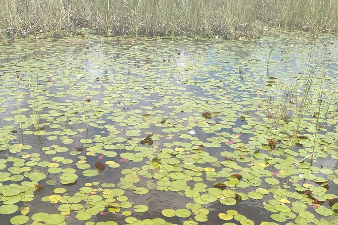 Air Boat Tour of Palm Beach in The Swamp Monster - Comfort and Weather: Handling Cold Wind on an Open Airboat