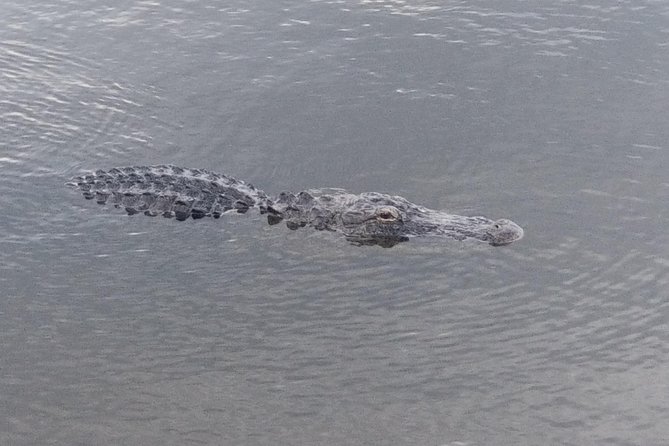 Air Boat Tour of Palm Beach in The Swamp Monster - Swamp Monster Logistics: Where You Meet and How the 1.5-Hour Ride Works