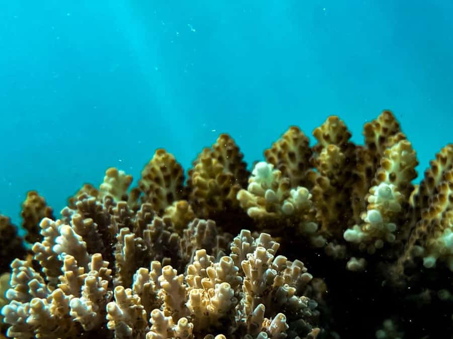 Airlie Beach: Glass-Bottom Boat Tour - Should You Book This Glass-Bottom Boat Tour?