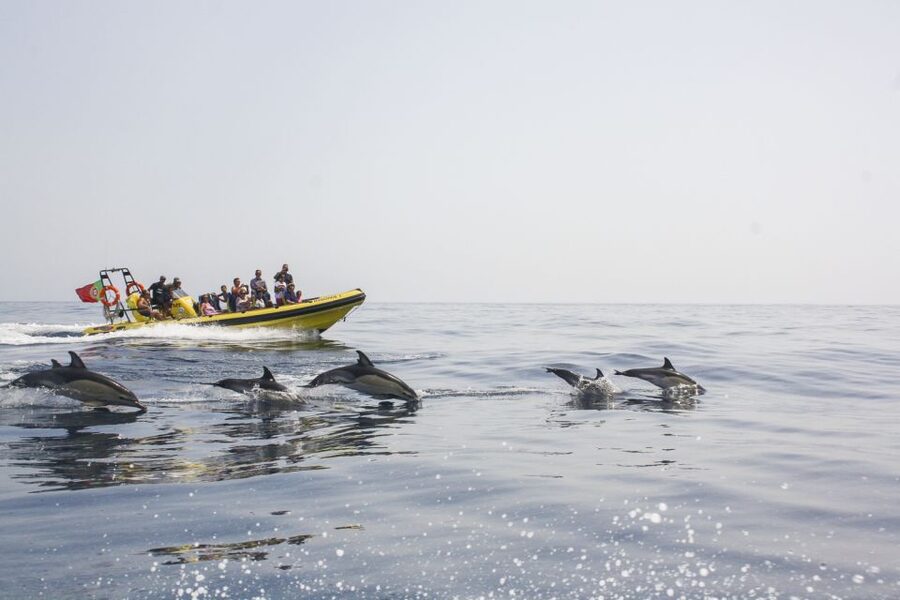 Albufeira: Benagil Caves & Dolphin Watching Speed Boat Tour - Key highlights that matter