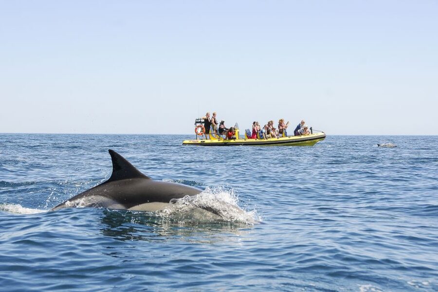 Albufeira: Benagil Caves & Dolphin Watching Speed Boat Tour - Dolphin watching: magical when it happens, flexible by design
