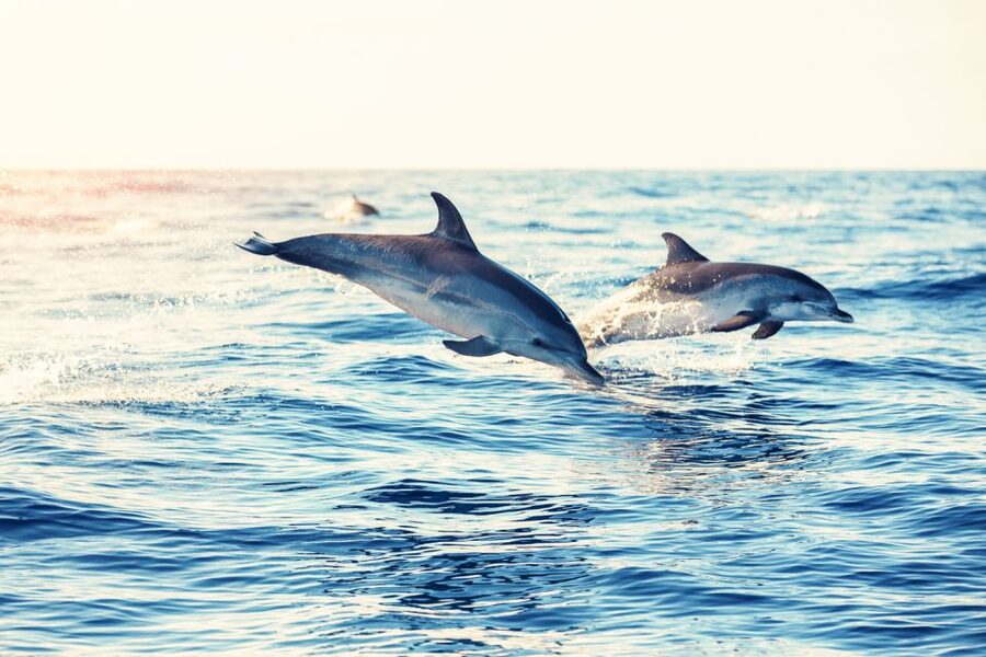 Albufeira: Benagil Caves & Dolphin Watching Speed Boat Tour - Price and value: is $40 worth it?