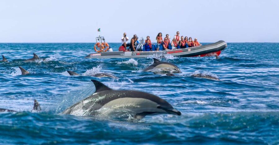 Albufeira: Dolphins, Benagil Caves and Coastline Boat Tour - Should you book this Albufeira dolphins and Benagil RIB tour?