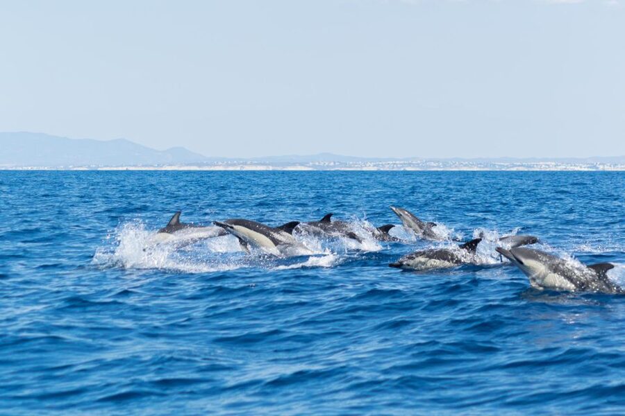 Albufeira: Dolphins, Benagil Caves and Coastline Boat Tour - Speed, wind, and comfort: making the ride enjoyable