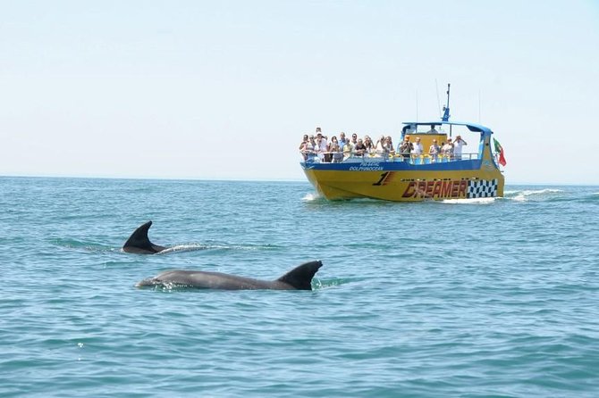 Albufeira Dreamer Boat Trip - The dolphin search: what actually helps, what you can’t control