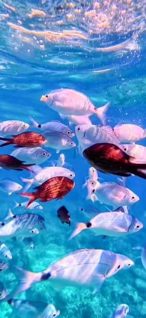 Alghero: Boat Tour and Snorkeling with Aperitif Porto Conte - Should You Book Ciaf Ciaf Charter’s Porto Conte and Capo Caccia Boat Tour?