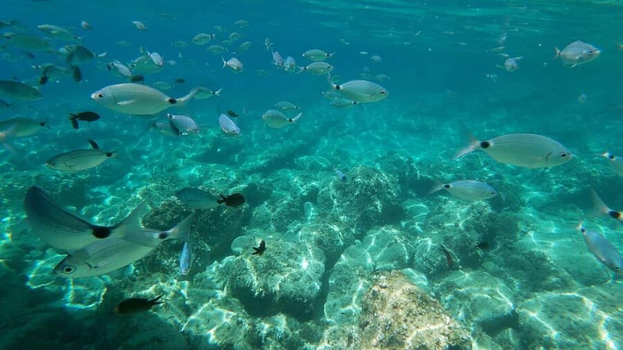 Alghero: Boat Tour with Snorkeling in Porto Conte - Snorkeling for all levels: how the guide helps you feel confident