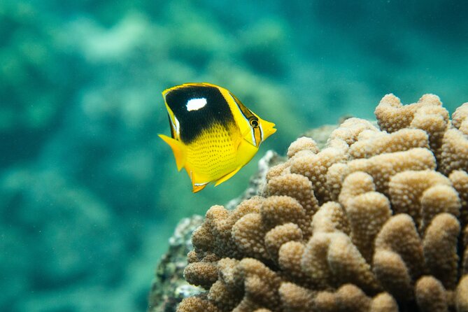 All-Inclusive 5.5 hr La Perouse Bay & Molokini Sea Cave Boat Tour - Who This Tour Fits Best (And Who Should Skip It)