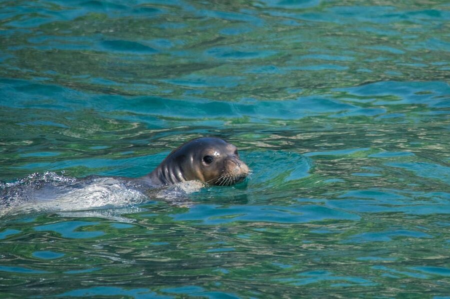 Argostoli: Full-Day Boat Trip with Lunch & Wine - Cruise time around Argostoli Bay: wildlife odds without the stress