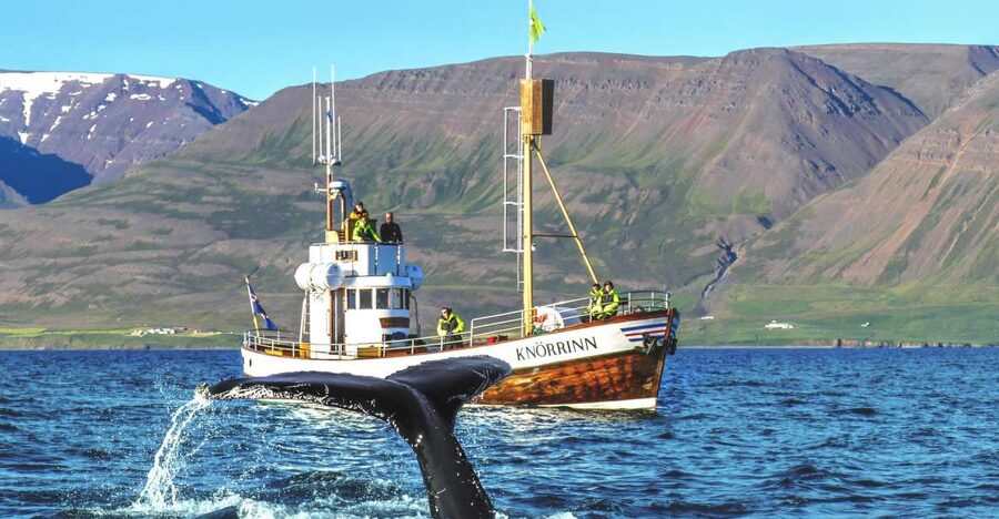 Árskógssandur: Whale-Watching Boat Trip - Meeting Hótel Kaldi reception: the start of a simple, no-fuss trip