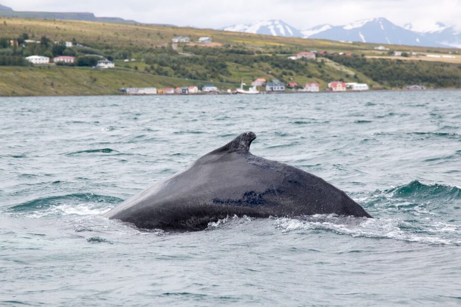 Árskógssandur: Whale-Watching Boat Trip - Wildlife-spotting game plan: humpbacks, dolphins, seabirds
