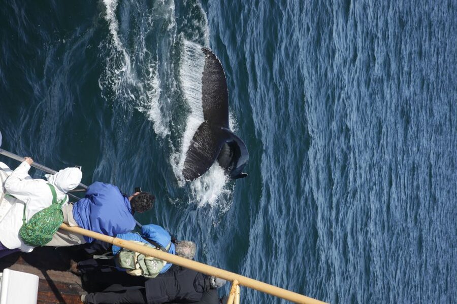 Árskógssandur: Whale-Watching Boat Trip - Hot chocolate and cinnamon bun: more than a snack break