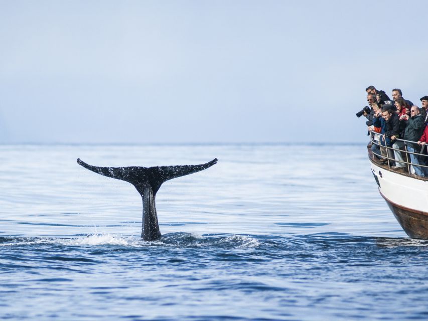 Árskógssandur: Whale-Watching Boat Trip - Crew and live English commentary: learning while you search
